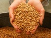 Алтайское УФАС подозревает ряд предприятий края в необоснованном снижении цен на пшеницу