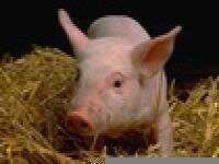Министр сельского хозяйства Челябинской области лично проконтролировал строительство свинокомплекса стоимостью более миллиарда рублей